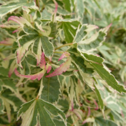 Acer palmatum Butterfly