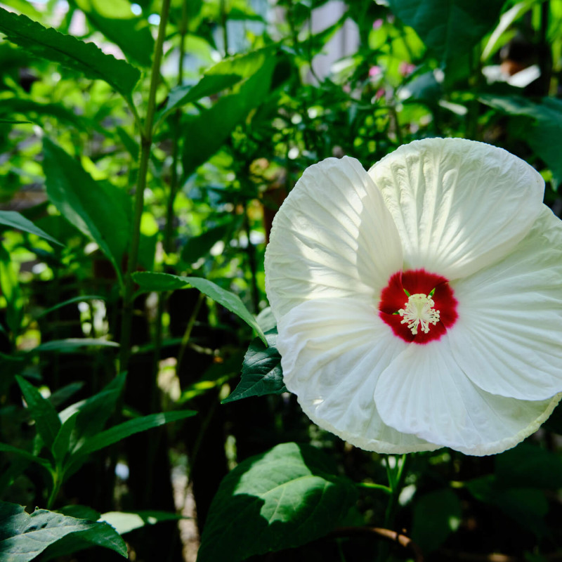 Hibiscus Summerific® 'French Vanilla'