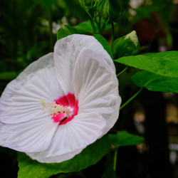 Hibiscus Summerific® 'French Vanilla'
