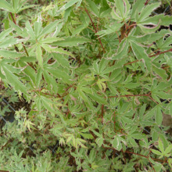 Acer palmatum Butterfly