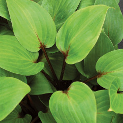 Hosta 'Purple Heart'