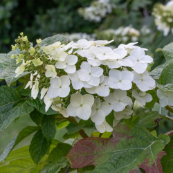 Hydrangea quercifolia Sike's Dwarf