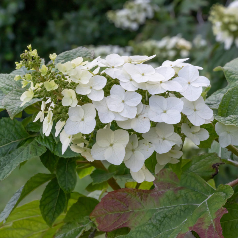 Hydrangea quercifolia Sike's Dwarf