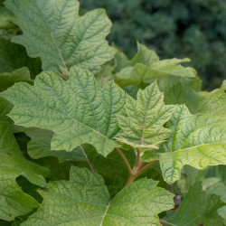 Hydrangea quercifolia Sike's Dwarf