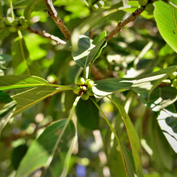 Ilex paraguariensis