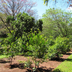 Ilex paraguariensis