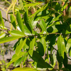 Ilex paraguariensis