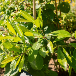 Ilex paraguariensis