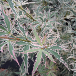 Acer palmatum Butterfly