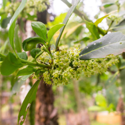 Ilex paraguariensis