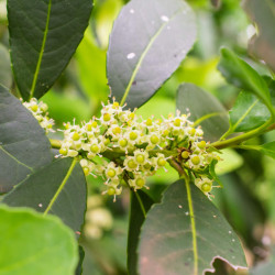 Ilex paraguariensis
