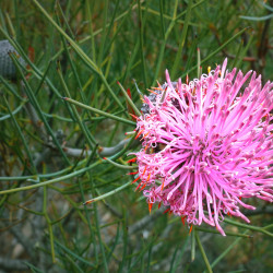 Isopogon formosus