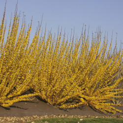 Forsythia × intermedia 'Week-end' ® - 'Courtalyn' - Mimosa de Paris