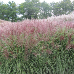 Miscanthus sinensis Red Chief