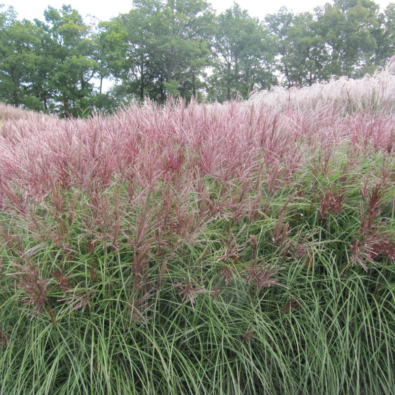 Miscanthus sinensis Red Chief