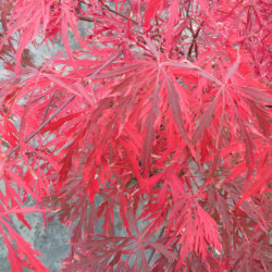 Acer palmatum Dissectum Garnet