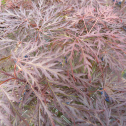 Acer palmatum Dissectum Garnet