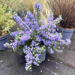 Rosmarinus officinalis ‘Pointe du Raz’