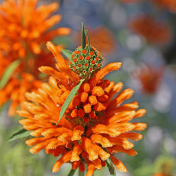 Leonotis leonurus