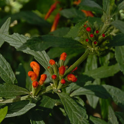 Leonotis leonurus