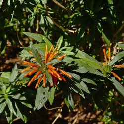 Leonotis leonurus