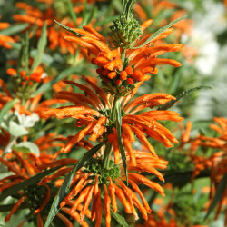 Leonotis leonurus