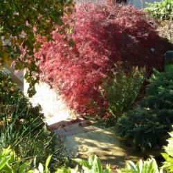 Acer palmatum Dissectum Garnet
