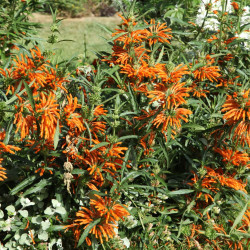 Leonotis leonurus