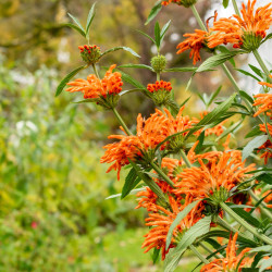 Leonotis leonurus