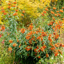 Leonotis leonurus