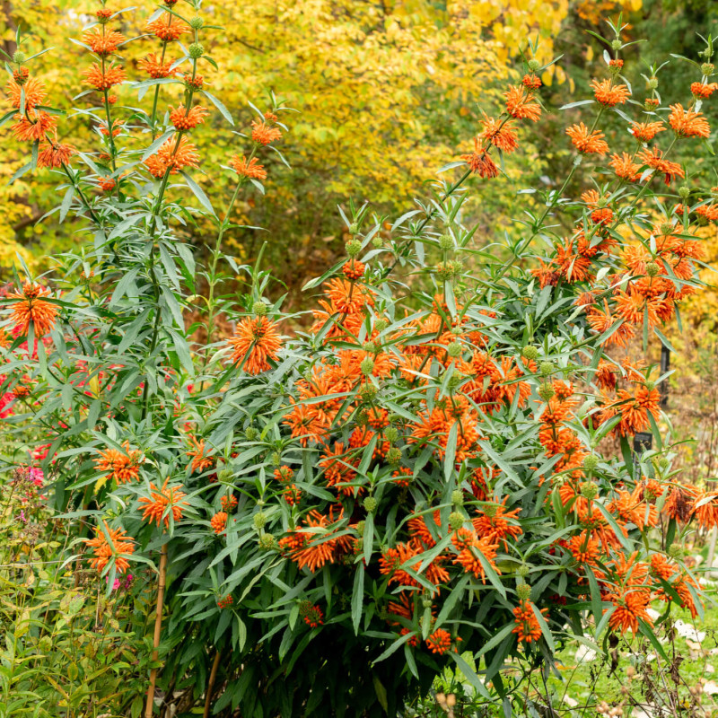Leonotis leonurus