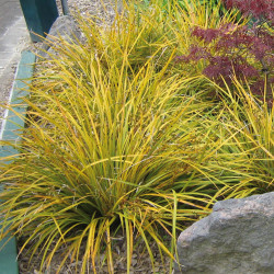 Libertia ixioides ‘Goldfinger‘