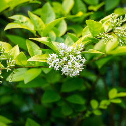 Ligustrum × vicaryi