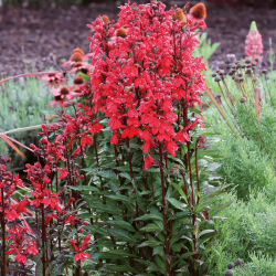 Lobelia x speciosa ‘Starship Scarlet‘