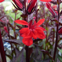 Lobelia x speciosa ‘Starship Scarlet‘
