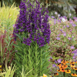 Lobelia x speciosa ‘Starship blue'