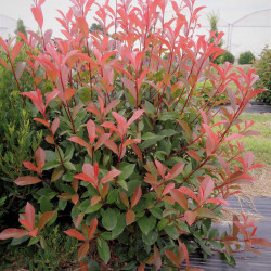 Photinia fraseri ‘Carré Rouge’