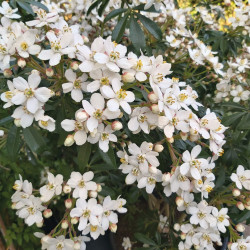 Choisya ternata ‘Greenfingers‘