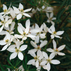 Choisya ternata White Dazzler