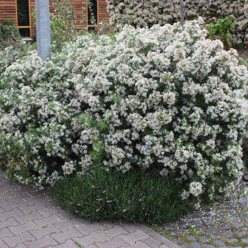 Choisya ternata White Dazzler