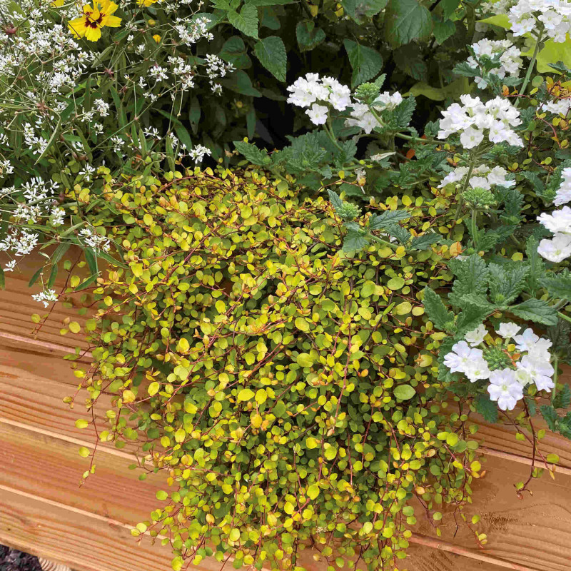 Muehlenbeckia complexa ‘Golden Girl‘