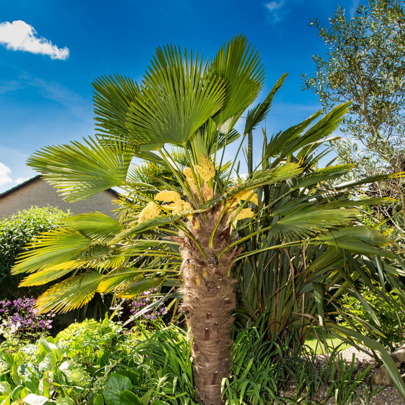 Trachycarpus wagnerianus