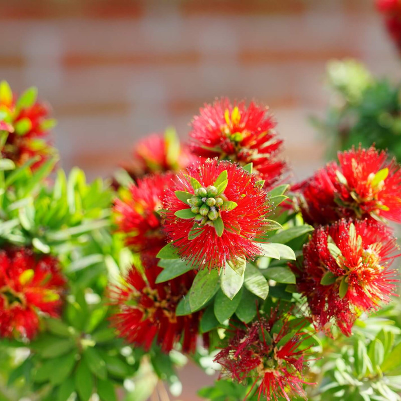 Callistemon 'Captain Cook'