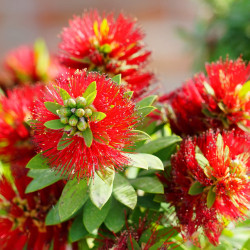 Callistemon 'Captain Cook'