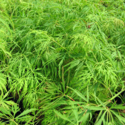Acer palmatum Dissectum