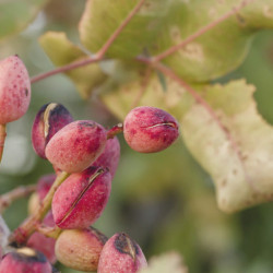 Pistachier Pistacia vera