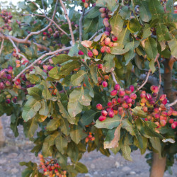 Pistachier Pistacia vera
