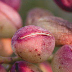 Pistachier Pistacia vera