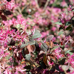 Loropetalum chinense Pipa's Red