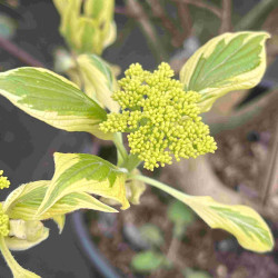 Cornus controversa ‘Variegata’